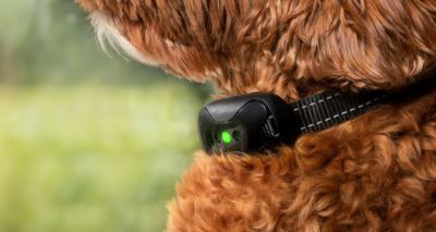 Group campaigns as proposed shock collar ban date passes